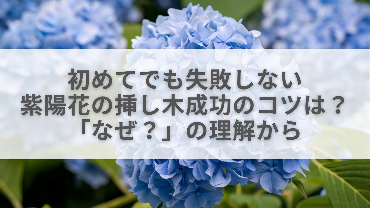 初めてでも失敗しない紫陽花の挿し木成功のコツは？「なぜ？」の理解から
