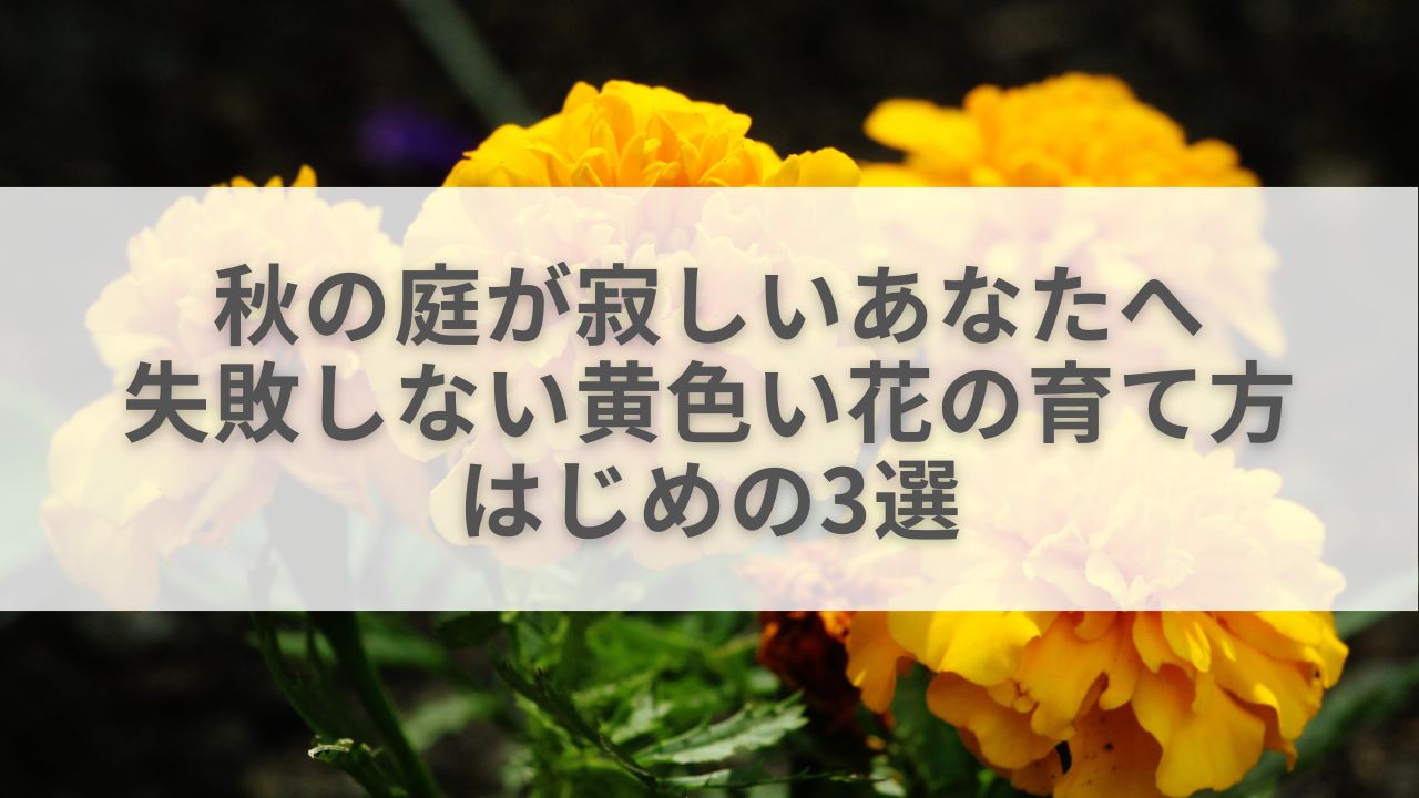 秋の庭が寂しいあなたへ。失敗しない黄色い花の育て方、はじめの3選