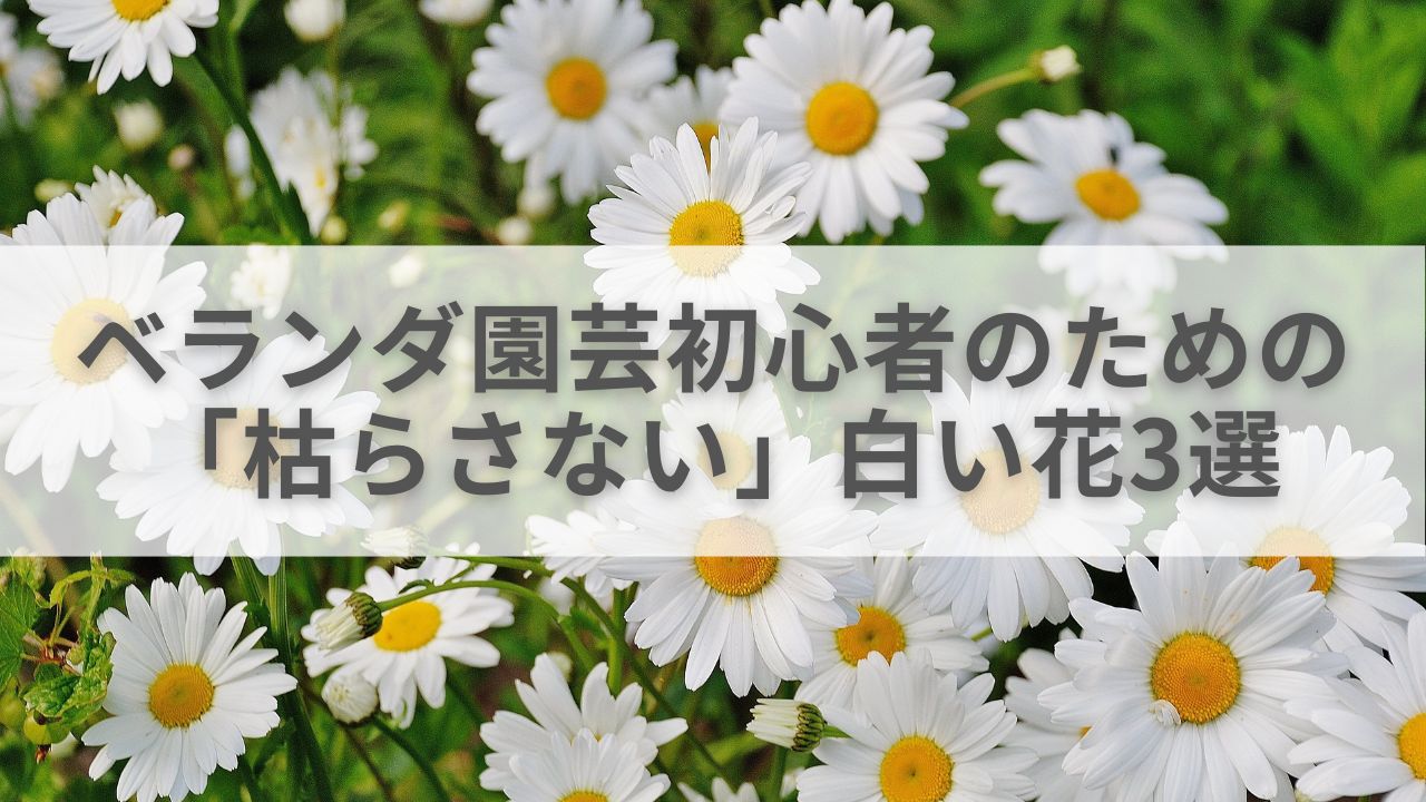 ベランダ園芸初心者のための「枯らさない」白い花3選