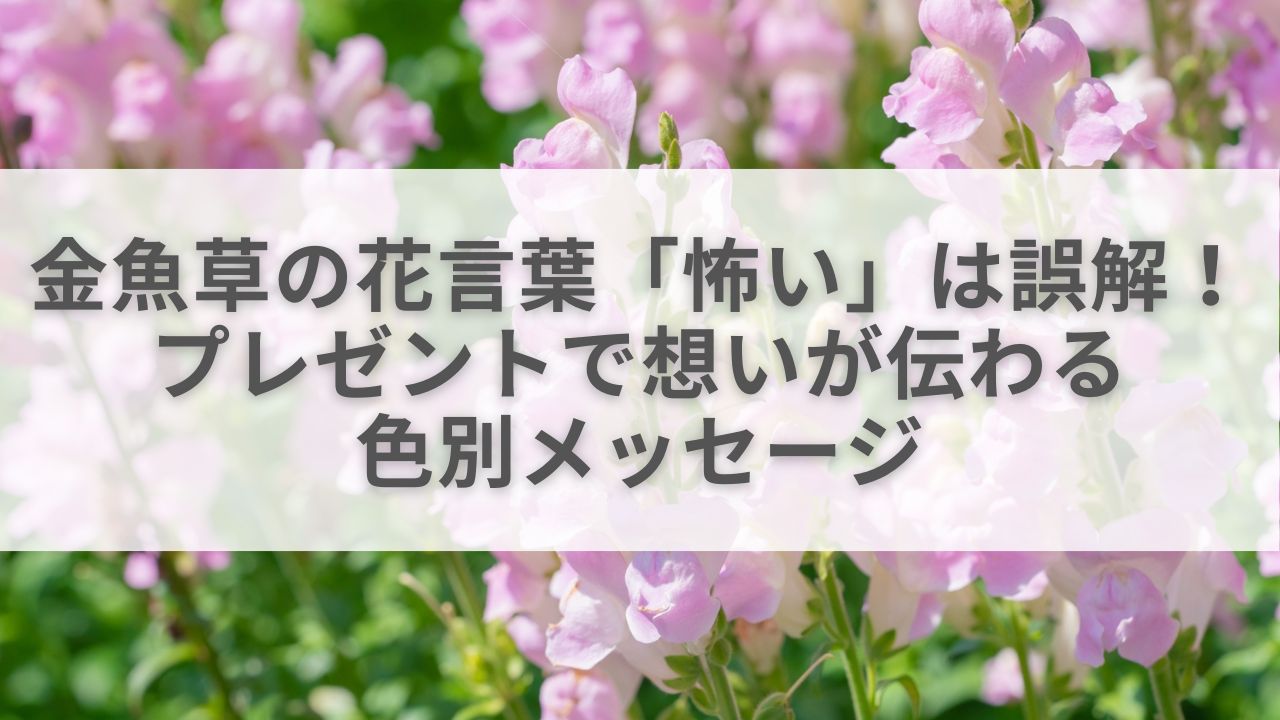 金魚草の花言葉「怖い」は誤解！プレゼントで想いが伝わる色別メッセージ